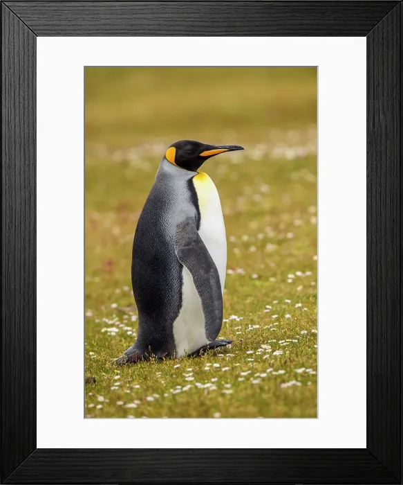 Framed Print : King penguin (Aptenodytes patagonicus), Saunders Island, West Falkland, Falkland Islands Framed Print : King penguin (Aptenodytes patagonicus), Saunders Island, West Falkland, Falkland Islands