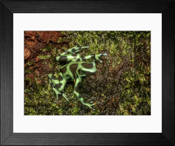 Framed Print : Green and Black Dart Frog (Dendrobates auratus), Costa Rica Framed Print : Green and Black Dart Frog (Dendrobates auratus), Costa Rica