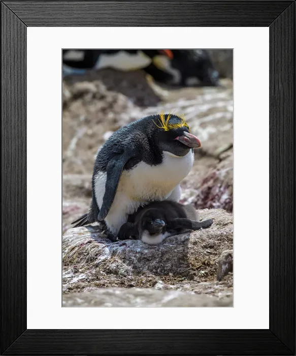 Framed Print : Macaroni penguin (Eudyptes chrysolophus), Cape Bougainville, East Falkland, Falkland Islands Framed Print : Macaroni penguin (Eudyptes chrysolophus), Cape Bougainville, East Falkland, Falkland Islands