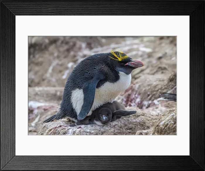 Framed Print : Macaroni penguin (Eudyptes chrysolophus), Cape Bougainville, East Falkland, Falkland Islands Framed Print : Macaroni penguin (Eudyptes chrysolophus), Cape Bougainville, East Falkland, Falkland Islands