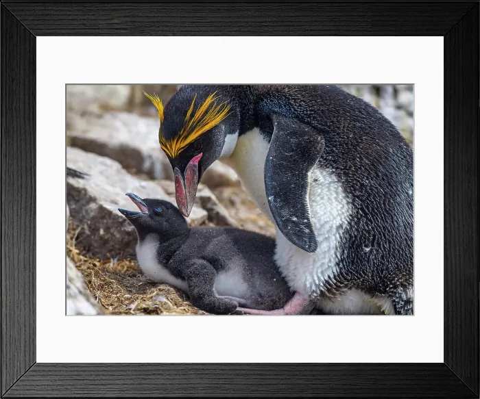 Framed Print : Macaroni penguin (Eudyptes chrysolophus), Cape Bougainville, East Falkland, Falkland Islands Framed Print : Macaroni penguin (Eudyptes chrysolophus), Cape Bougainville, East Falkland, Falkland Islands