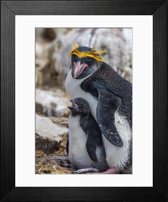 Framed Print : Macaroni penguin (Eudyptes chrysolophus), Cape Bougainville, East Falkland, Falkland Islands Framed Print : Macaroni penguin (Eudyptes chrysolophus), Cape Bougainville, East Falkland, Falkland Islands