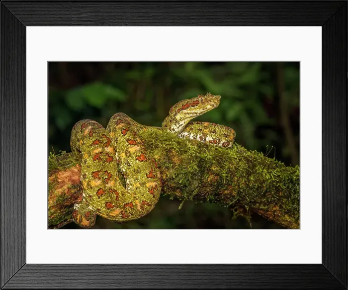 Framed Print : Eyelash Viper (Bothriechis schlegelii) yellow phase in Lowland Caribbean Rainforest habitat, Boca Tapada, Costa Rica Framed Print : Eyelash Viper (Bothriechis schlegelii) yellow phase in Lowland Caribbean Rainforest habitat, Boca Tapada, Costa Rica