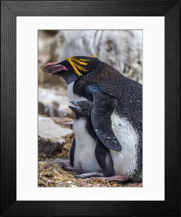 Framed Print : Macaroni penguin (Eudyptes chrysolophus), Cape Bougainville, East Falkland, Falkland Islands Framed Print : Macaroni penguin (Eudyptes chrysolophus), Cape Bougainville, East Falkland, Falkland Islands