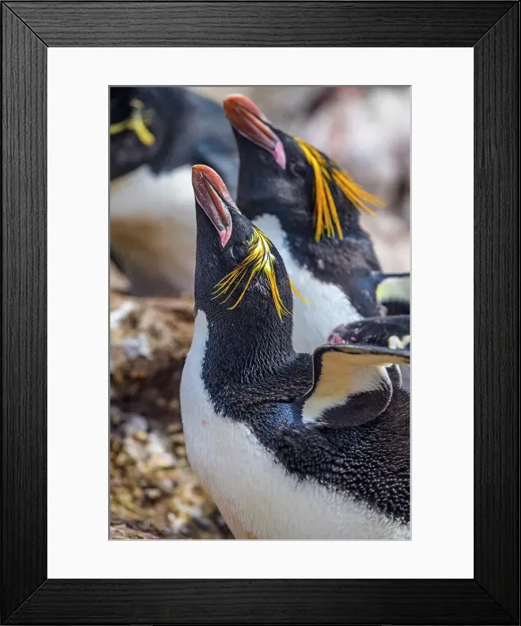 Framed Print : Macaroni penguin (Eudyptes chrysolophus), Cape Bougainville, East Falkland, Falkland Islands Framed Print : Macaroni penguin (Eudyptes chrysolophus), Cape Bougainville, East Falkland, Falkland Islands