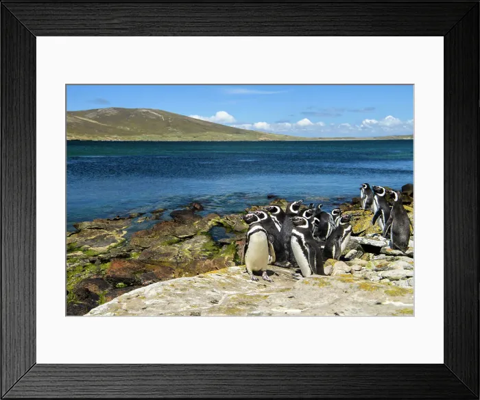 Framed Print : Magellanic penguin (Spheniscus magellanicus), Carcass Island, West Falkland, Falkland Islands Framed Print : Magellanic penguin (Spheniscus magellanicus), Carcass Island, West Falkland, Falkland Islands