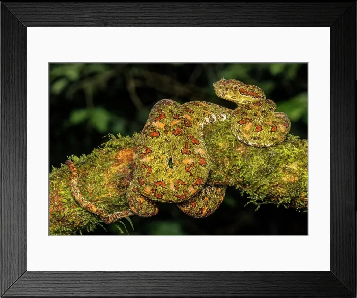 Framed Print : Eyelash Viper (Bothriechis schlegelii) yellow phase in Lowland Caribbean Rainforest habitat, Boca Tapada, Costa Rica Framed Print : Eyelash Viper (Bothriechis schlegelii) yellow phase in Lowland Caribbean Rainforest habitat, Boca Tapada, Costa Rica