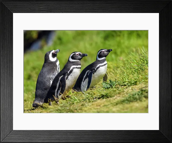Framed Print : Magellanic penguin (Spheniscus magellanicus), Carcass Island, West Falkland, Falkland Islands Framed Print : Magellanic penguin (Spheniscus magellanicus), Carcass Island, West Falkland, Falkland Islands