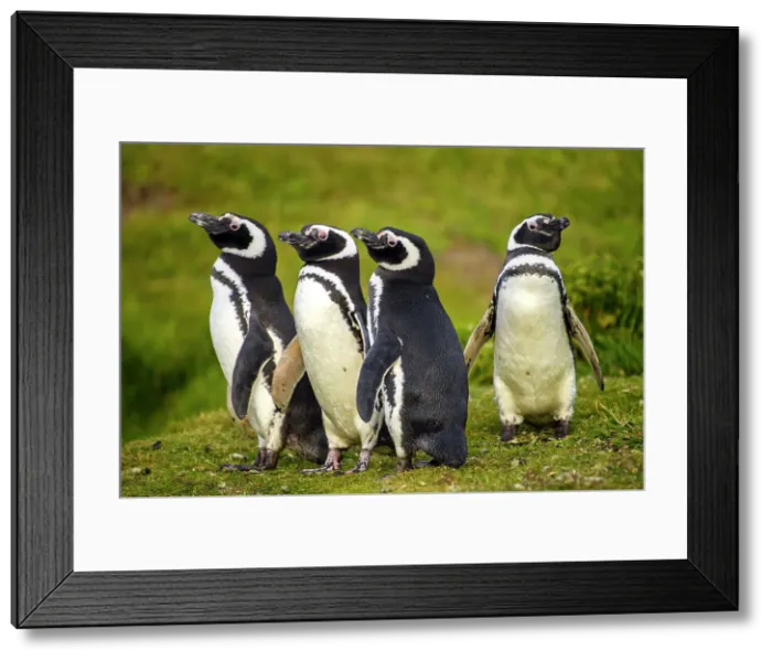 Framed Print : Magellanic penguin (Spheniscus magellanicus), Carcass Island, West Falkland, Falkland Islands Framed Print : Magellanic penguin (Spheniscus magellanicus), Carcass Island, West Falkland, Falkland Islands