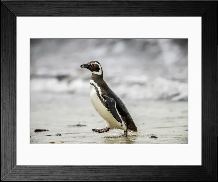 Framed Print : Magellanic penguin (Spheniscus magellanicus), Saunders Island, West Falkland, Falkland Islands Framed Print : Magellanic penguin (Spheniscus magellanicus), Saunders Island, West Falkland, Falkland Islands