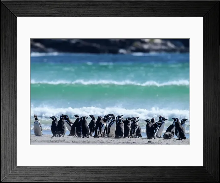 Framed Print : Magellanic penguin (Spheniscus magellanicus), Saunders Island, West Falkland, Falkland Islands Framed Print : Magellanic penguin (Spheniscus magellanicus), Saunders Island, West Falkland, Falkland Islands