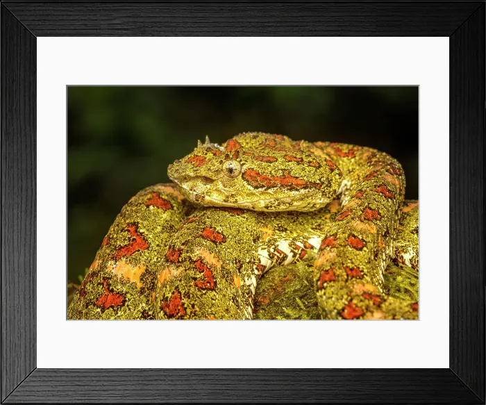 Framed Print : Eyelash Viper (Bothriechis schlegelii) yellow phase in Lowland Caribbean Rainforest habitat, Boca Tapada, Costa Rica Framed Print : Eyelash Viper (Bothriechis schlegelii) yellow phase in Lowland Caribbean Rainforest habitat, Boca Tapada, Costa Rica