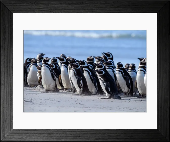 Framed Print : Magellanic penguin (Spheniscus magellanicus), Saunders Island, West Falkland, Falkland Islands Framed Print : Magellanic penguin (Spheniscus magellanicus), Saunders Island, West Falkland, Falkland Islands