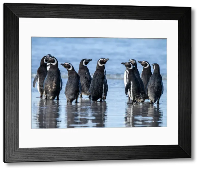 Framed Print : Magellanic penguin (Spheniscus magellanicus), Saunders Island, West Falkland, Falkland Islands Framed Print : Magellanic penguin (Spheniscus magellanicus), Saunders Island, West Falkland, Falkland Islands