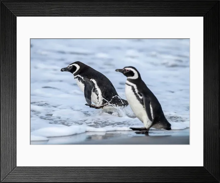 Framed Print : Magellanic penguin (Spheniscus magellanicus), Sea Lion Island, East Falkland, Falkland Islands Framed Print : Magellanic penguin (Spheniscus magellanicus), Sea Lion Island, East Falkland, Falkland Islands