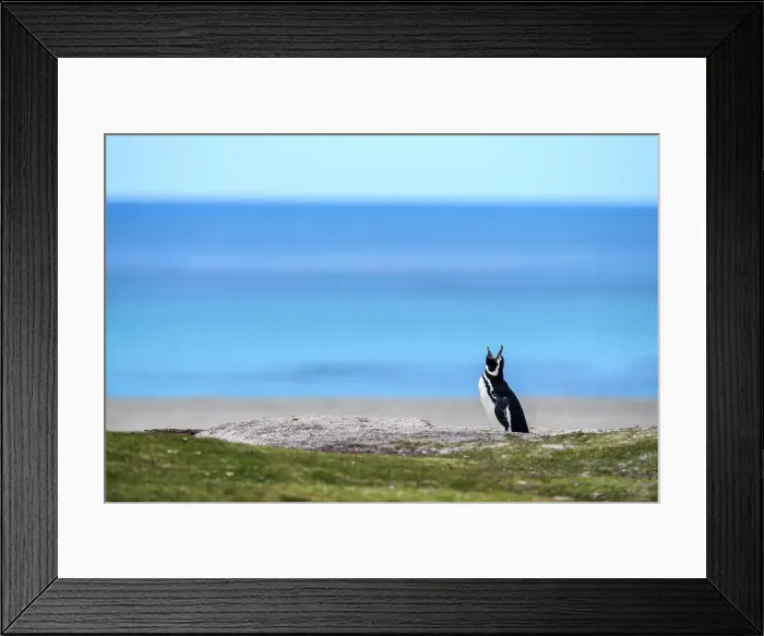 Framed Print : Magellanic penguin (Spheniscus magellanicus), Volunteer Point, East Falkland, Falkland Islands Framed Print : Magellanic penguin (Spheniscus magellanicus), Volunteer Point, East Falkland, Falkland Islands