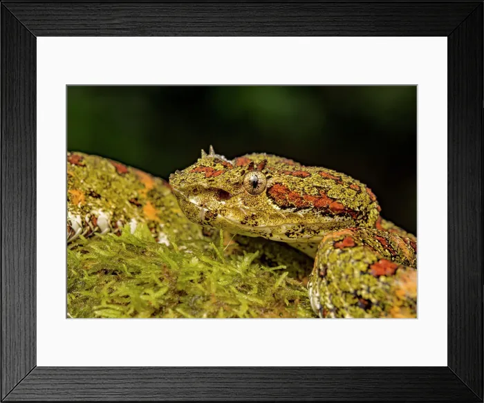 Framed Print : Eyelash Viper (Bothriechis schlegelii) yellow phase in Lowland Caribbean Rainforest habitat, Boca Tapada, Costa Rica Framed Print : Eyelash Viper (Bothriechis schlegelii) yellow phase in Lowland Caribbean Rainforest habitat, Boca Tapada, Costa Rica
