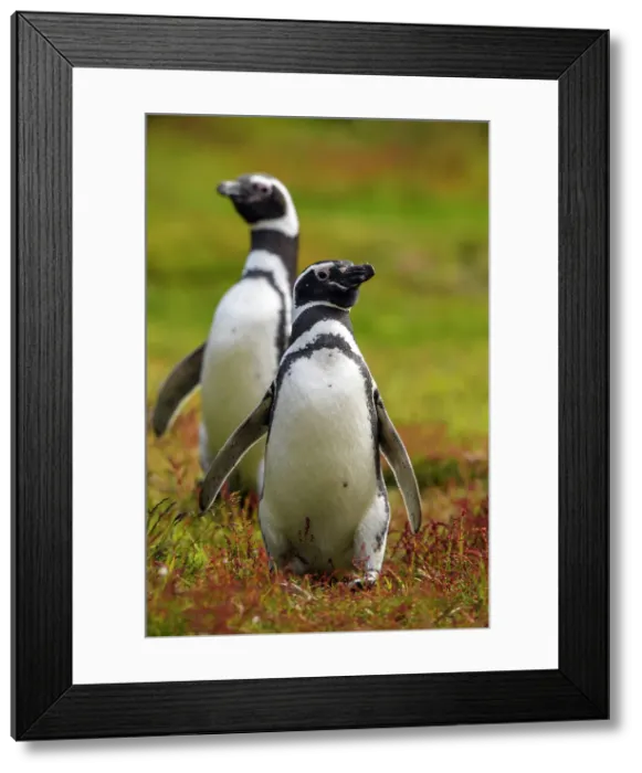 Framed Print : Magellanic penguin (Spheniscus magellanicus), Carcass Island, West Falkland, Falkland Islands Framed Print : Magellanic penguin (Spheniscus magellanicus), Carcass Island, West Falkland, Falkland Islands