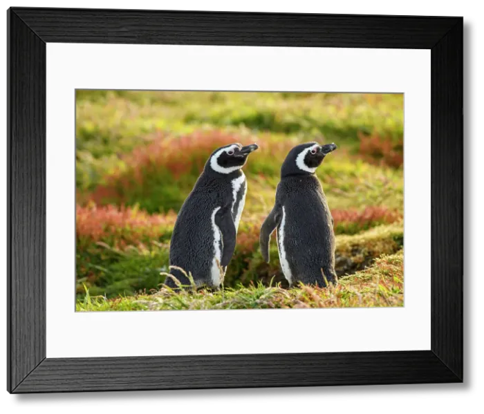 Framed Print : Magellanic penguin (Spheniscus magellanicus), Sea Lion Island, East Falkland, Falkland Islands Framed Print : Magellanic penguin (Spheniscus magellanicus), Sea Lion Island, East Falkland, Falkland Islands