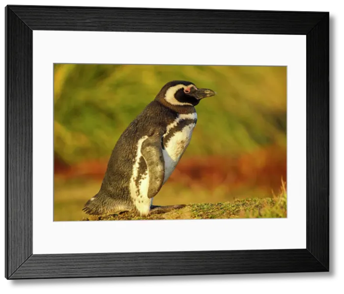 Framed Print : Magellanic penguin (Spheniscus magellanicus), Sea Lion Island, East Falkland, Falkland Islands Framed Print : Magellanic penguin (Spheniscus magellanicus), Sea Lion Island, East Falkland, Falkland Islands
