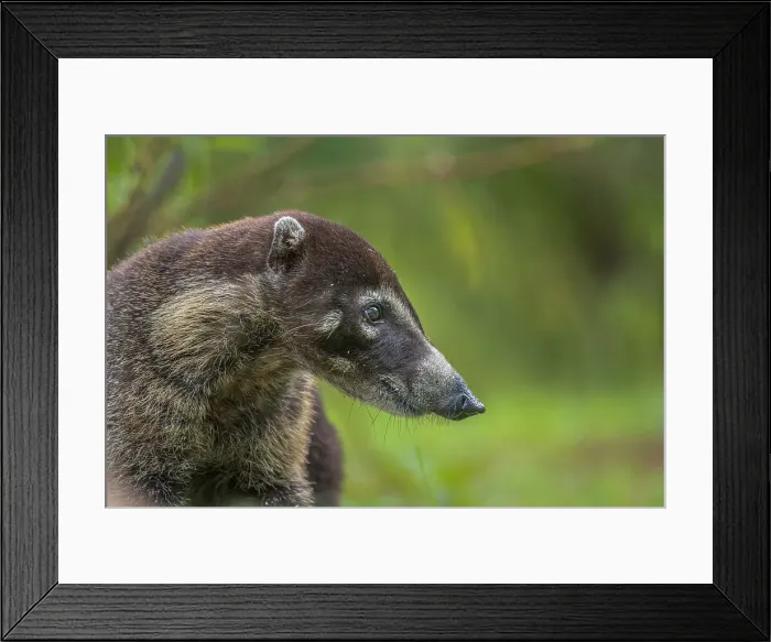 Framed Print : White-nosed Coati (Nasua narica), Boca Tapada, Costa Rica