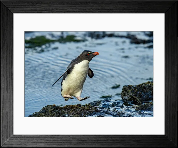 Framed Print : Southern rockhopper penguin (Eudyptes chrysocome chrysocome), Saunders Island, West Falkland, Falkland Islands Framed Print : Southern rockhopper penguin (Eudyptes chrysocome chrysocome), Saunders Island, West Falkland, Falkland Islands
