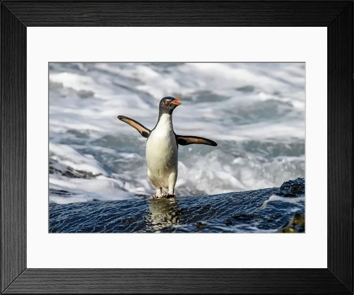 Framed Print : Southern rockhopper penguin (Eudyptes chrysocome chrysocome), Saunders Island, West Falkland, Falkland Islands