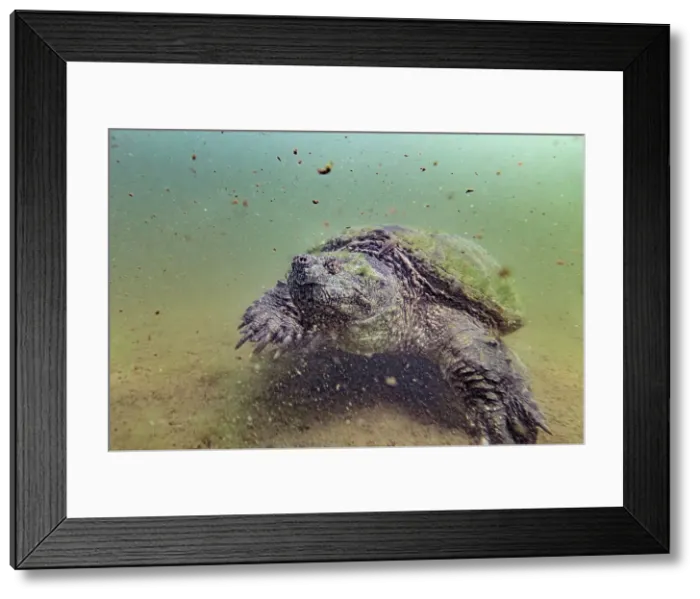 Framed Print : Common Snapping Tturtle (Chelydra serpentina), Horseshoe Lake, Muskoka, Ontario, Canada Framed Print : Common Snapping Tturtle (Chelydra serpentina), Horseshoe Lake, Muskoka, Ontario, Canada