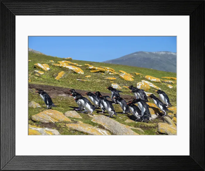 Framed Print : Southern rockhopper penguin (Eudyptes chrysocome chrysocome) Group ascending to colony from ocean, Saunders Island, West Falkland, Falkland Islands Framed Print : Southern rockhopper penguin (Eudyptes chrysocome chrysocome) Group ascending to colony from ocean, Saunders Island, West Falkland, Falkland Islands