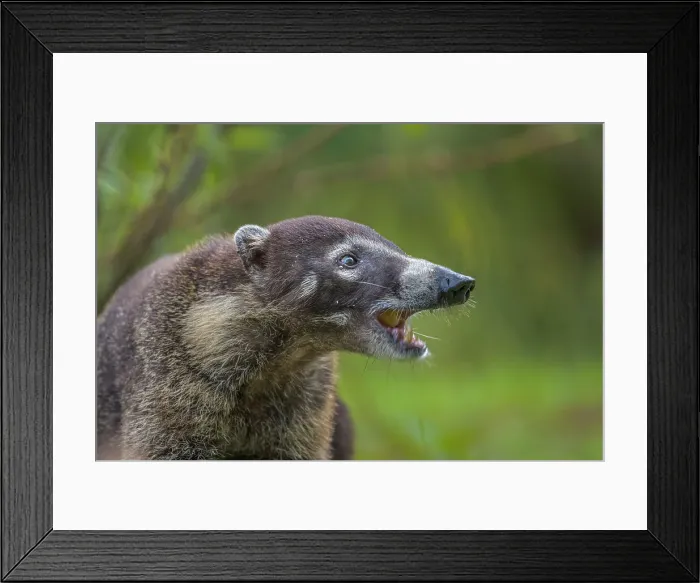 Framed Print : White-nosed Coati (Nasua narica), Boca Tapada, Costa Rica Framed Print : White-nosed Coati (Nasua narica), Boca Tapada, Costa Rica