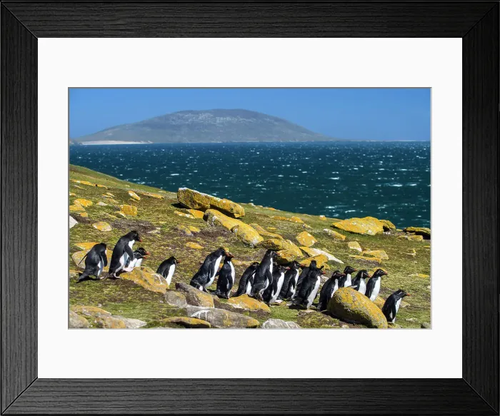 Framed Print : Southern rockhopper penguin (Eudyptes chrysocome chrysocome), Saunders Island, West Falkland, Falkland Islands Framed Print : Southern rockhopper penguin (Eudyptes chrysocome chrysocome), Saunders Island, West Falkland, Falkland Islands