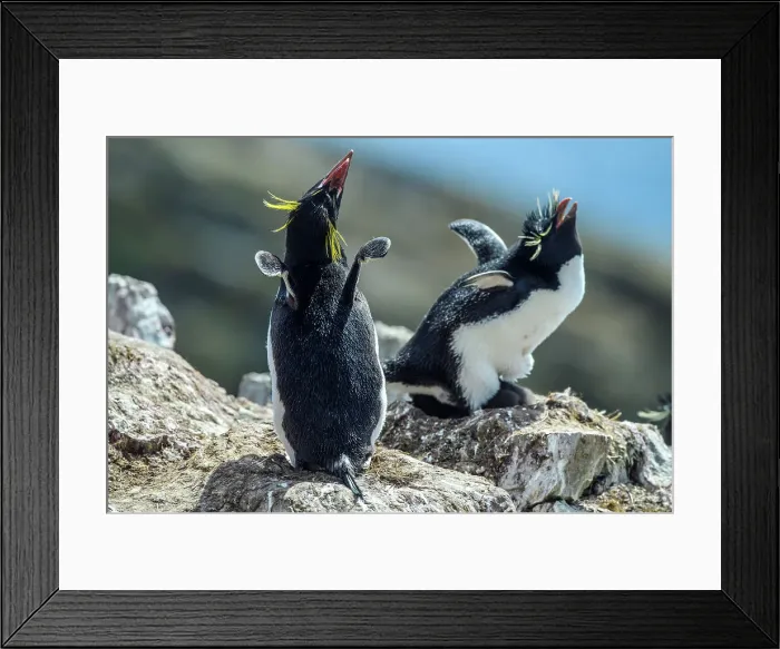 Framed Print : Southern rockhopper penguin (Eudyptes chrysocome), Cape Bougainville, East Falkland, Falkland Islands Framed Print : Southern rockhopper penguin (Eudyptes chrysocome), Cape Bougainville, East Falkland, Falkland Islands