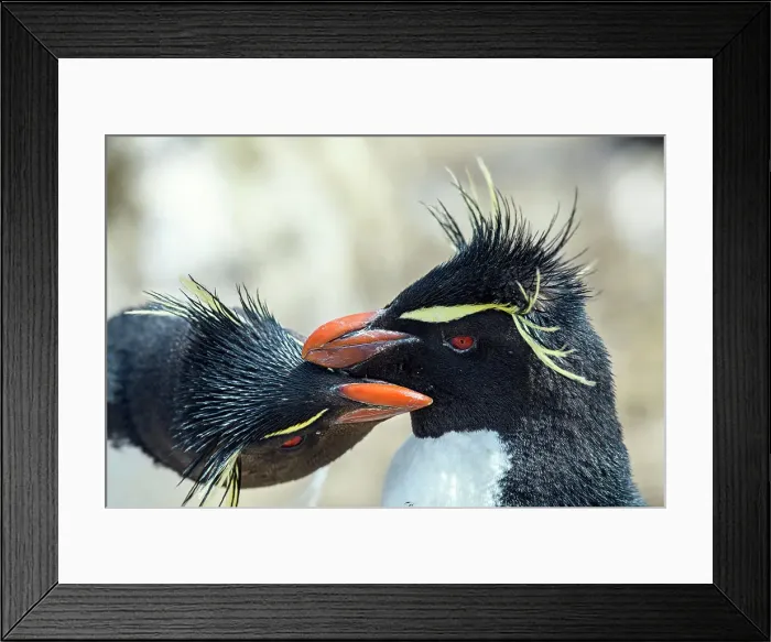 Framed Print : Southern rockhopper penguin (Eudyptes chrysocome), Cape Bougainville, East Falkland, Falkland Islands