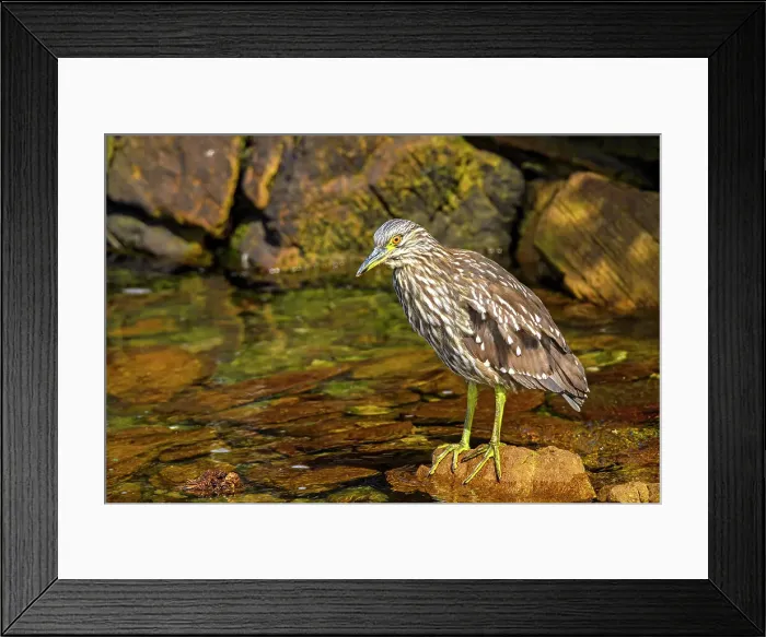 Framed Print : Black-crowned night heron (Nycticorax nycticorax), Carcass Island, West Falkland, Falkland Islands Framed Print : Black-crowned night heron (Nycticorax nycticorax), Carcass Island, West Falkland, Falkland Islands