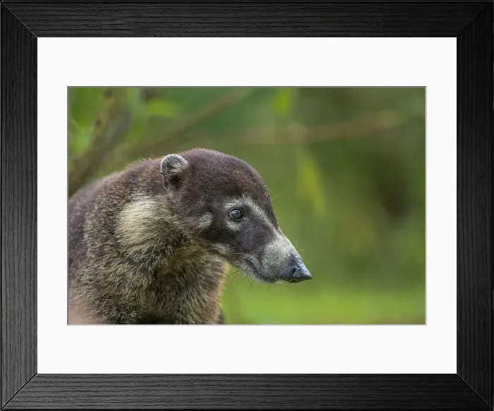 Framed Print : White-nosed Coati (Nasua narica), Boca Tapada, Costa Rica Framed Print : White-nosed Coati (Nasua narica), Boca Tapada, Costa Rica
