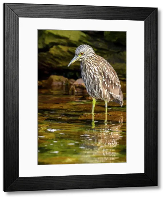 Framed Print : Black-crowned night heron (Nycticorax nycticorax), Carcass Island, West Falkland, Falkland Islands Framed Print : Black-crowned night heron (Nycticorax nycticorax), Carcass Island, West Falkland, Falkland Islands