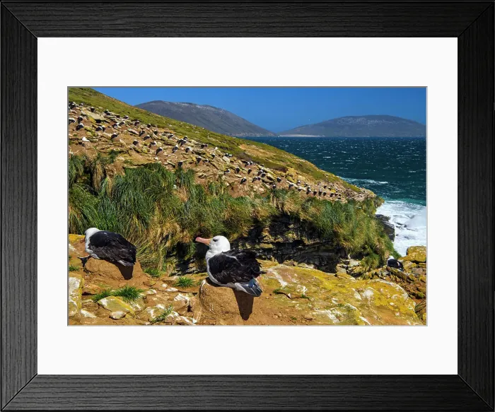 Framed Print : Black-browed albatross (Thalassarche melanophris) Birds on nests along cliff top, Saunders Island, West Falkland, Falkland Islands Framed Print : Black-browed albatross (Thalassarche melanophris) Birds on nests along cliff top, Saunders Island, West Falkland, Falkland Islands