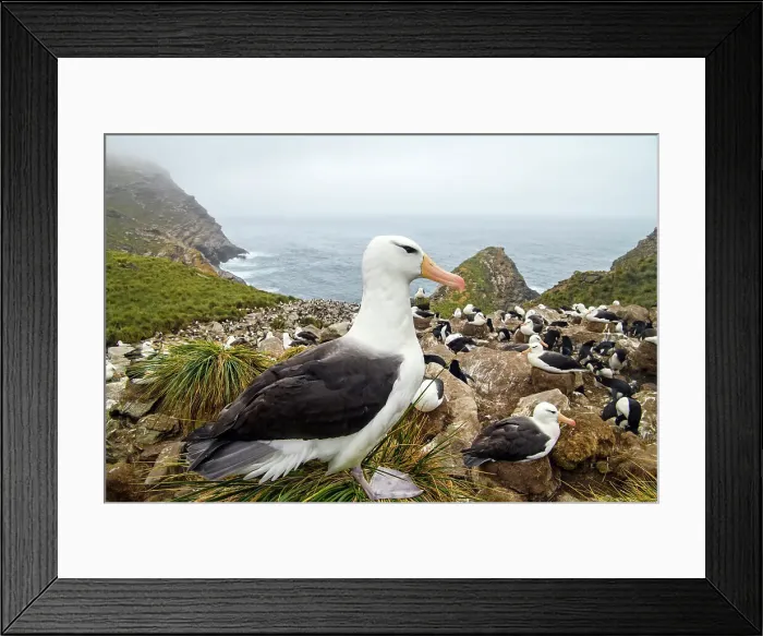 Framed Print : Black-browed albatross (Thalassarche melanophris), West Point Island, East Falkland, Falkland Islands