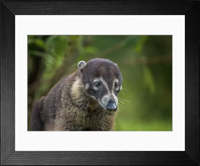 Framed Print : White-nosed Coati (Nasua narica), Boca Tapada, Costa Rica Framed Print : White-nosed Coati (Nasua narica), Boca Tapada, Costa Rica