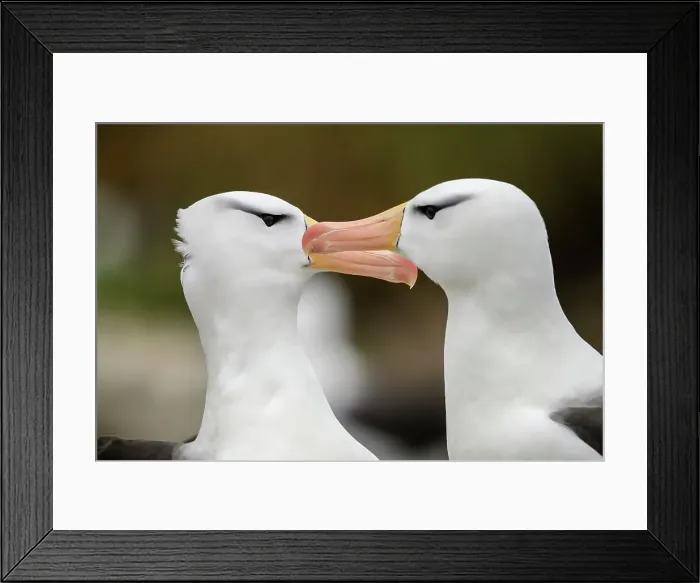 Framed Print : Black-browed albatross (Thalassarche melanophris) Pair-bonding interaction, West Point Island, East Falkland, Falkland Islands Framed Print : Black-browed albatross (Thalassarche melanophris) Pair-bonding interaction, West Point Island, East Falkland, Falkland Islands