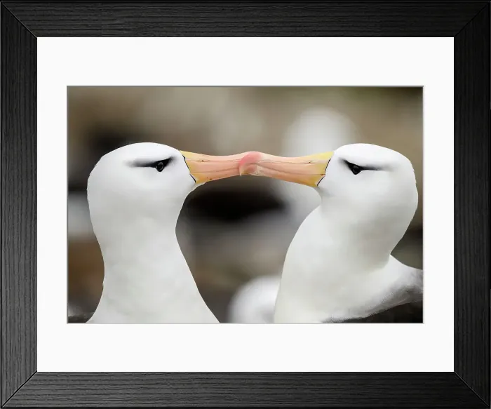 Framed Print : Black-browed albatross (Thalassarche melanophris) Pair-bonding interaction, West Point Island, East Falkland, Falkland Islands