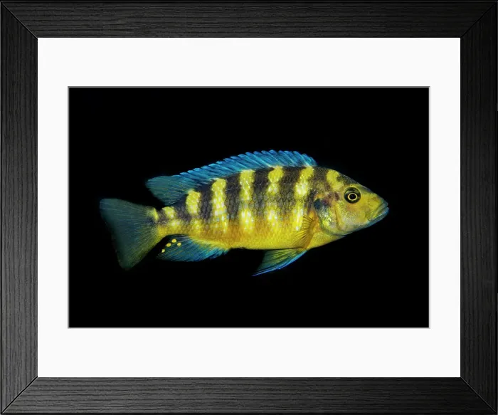 Framed Print : An African Zebra Cichlid endemic to Lake Malawi in Tanzania - captive specimen photographed in Toronto, Ontario, Canada Framed Print : An African Zebra Cichlid endemic to Lake Malawi in Tanzania - captive specimen photographed in Toronto, Ontario, Canada