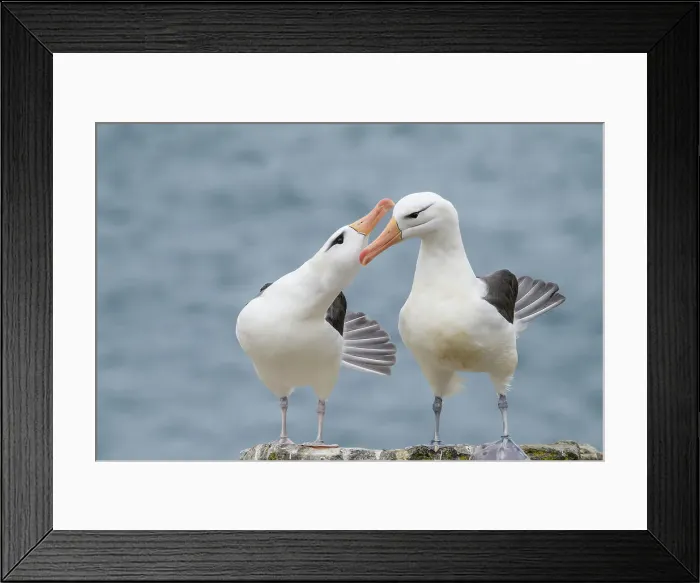 Framed Print : Black-browed albatross (Thalassarche melanophris) Pair-bonding interaction, West Point Island, East Falkland, Falkland Islands