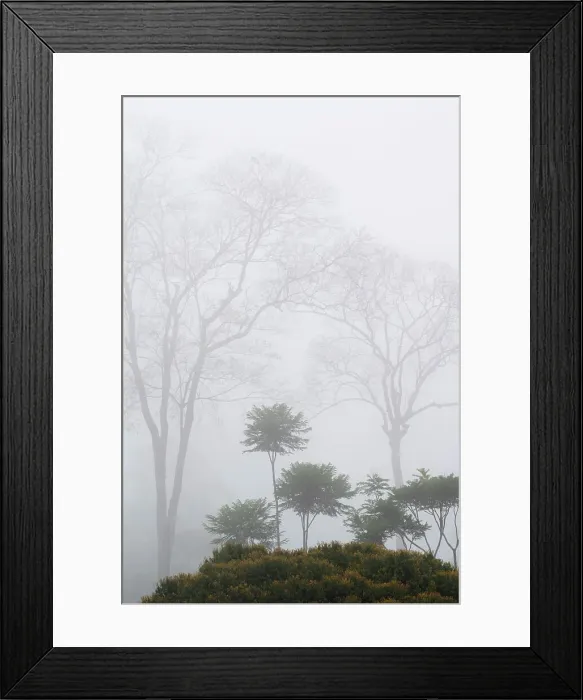 Framed Print : Foggy morning in lowland Caribbean rainforest, Costa Rica