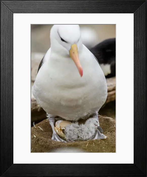 Framed Print : Black-browed albatross (Thalassarche melanophris), Carcass Island, East Falkland, Falkland Islands Framed Print : Black-browed albatross (Thalassarche melanophris), Carcass Island, East Falkland, Falkland Islands