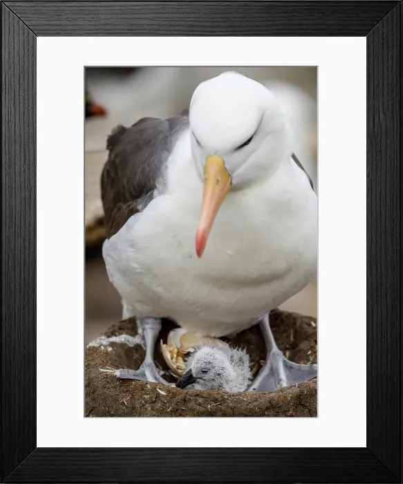 Framed Print : Black-browed albatross (Thalassarche melanophris), West Point Island, East Falkland, Falkland Islands