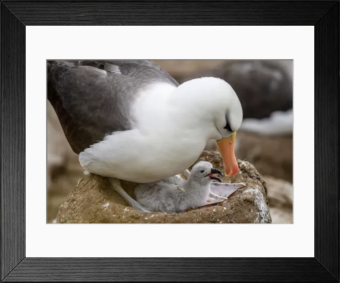 Framed Print : Black-browed albatross (Thalassarche melanophris), Carcass Island, East Falkland, Falkland Islands