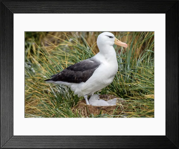 Framed Print : Black-browed albatross (Thalassarche melanophris), West Point Island, East Falkland, Falkland Islands