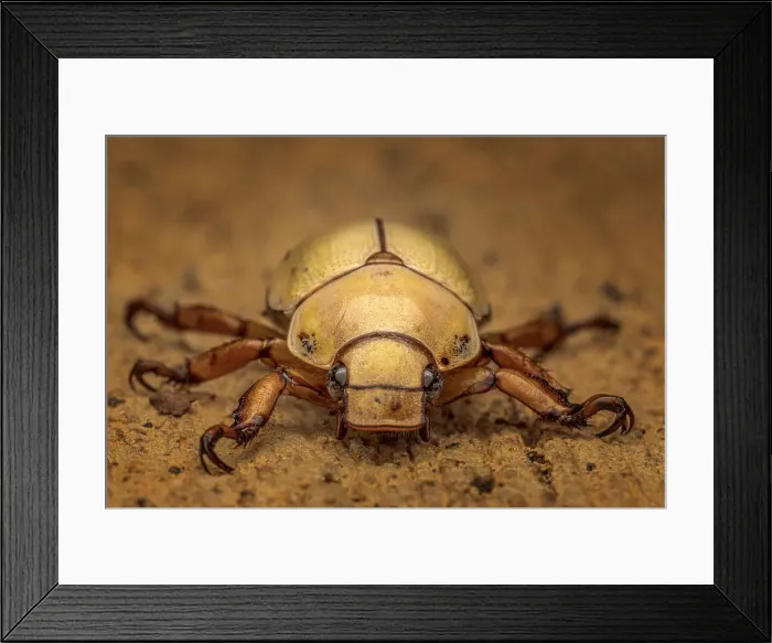 Framed Print : Flower Beetle, Boca Tapada, Costa Rica Framed Print : Flower Beetle, Boca Tapada, Costa Rica