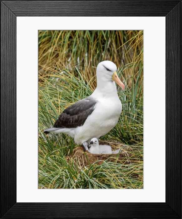 Framed Print : Black-browed albatross (Thalassarche melanophris), West Point Island, East Falkland, Falkland Islands